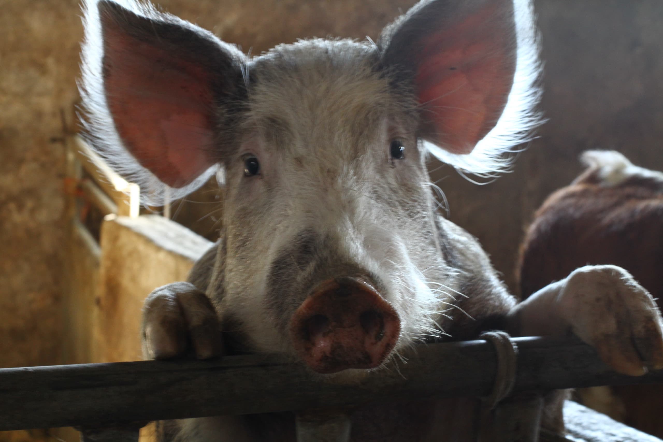Un cerdo asomado sobre la valla de madera de su corral