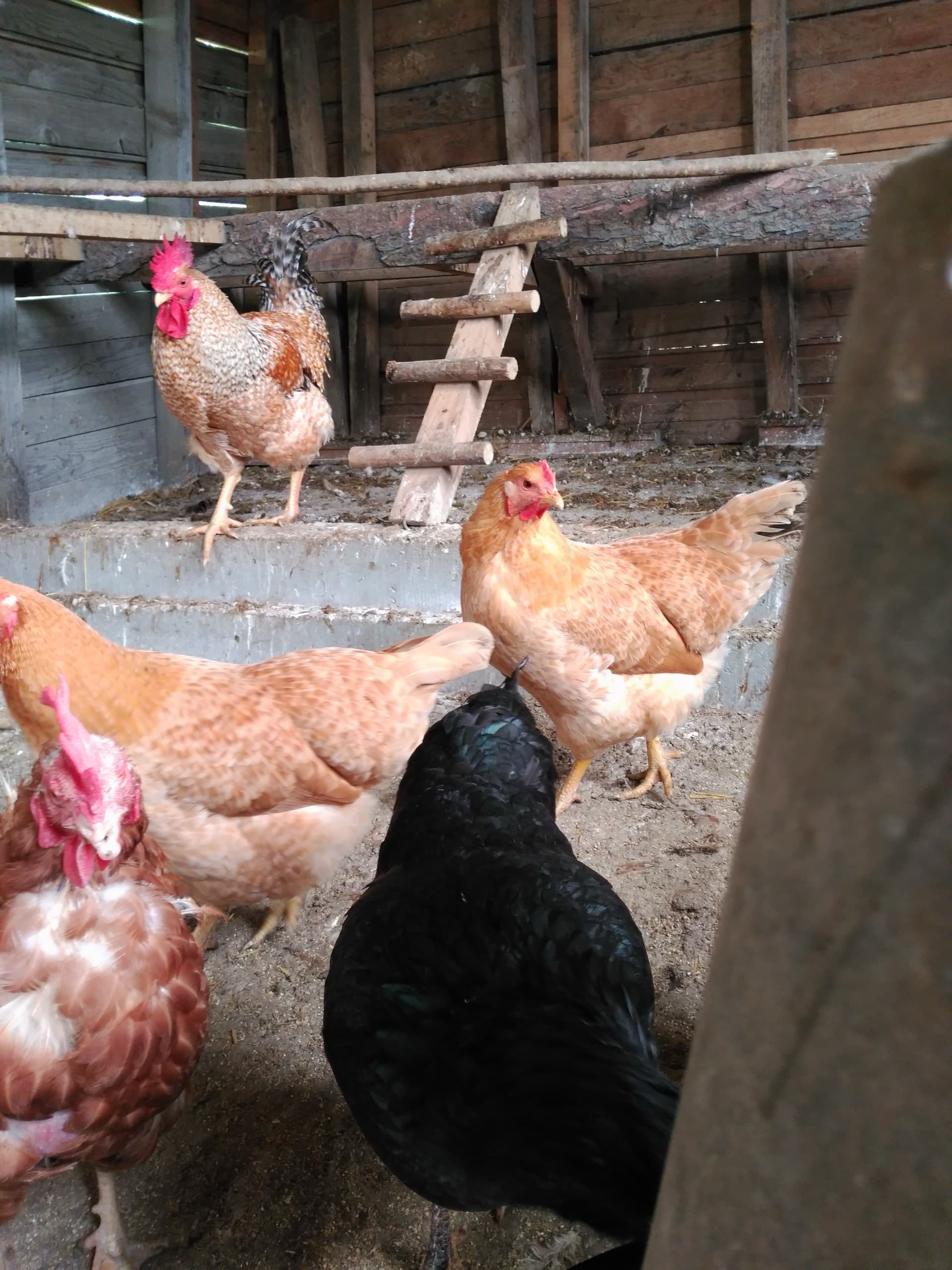 Gallinas picoteando dentro del gallinero