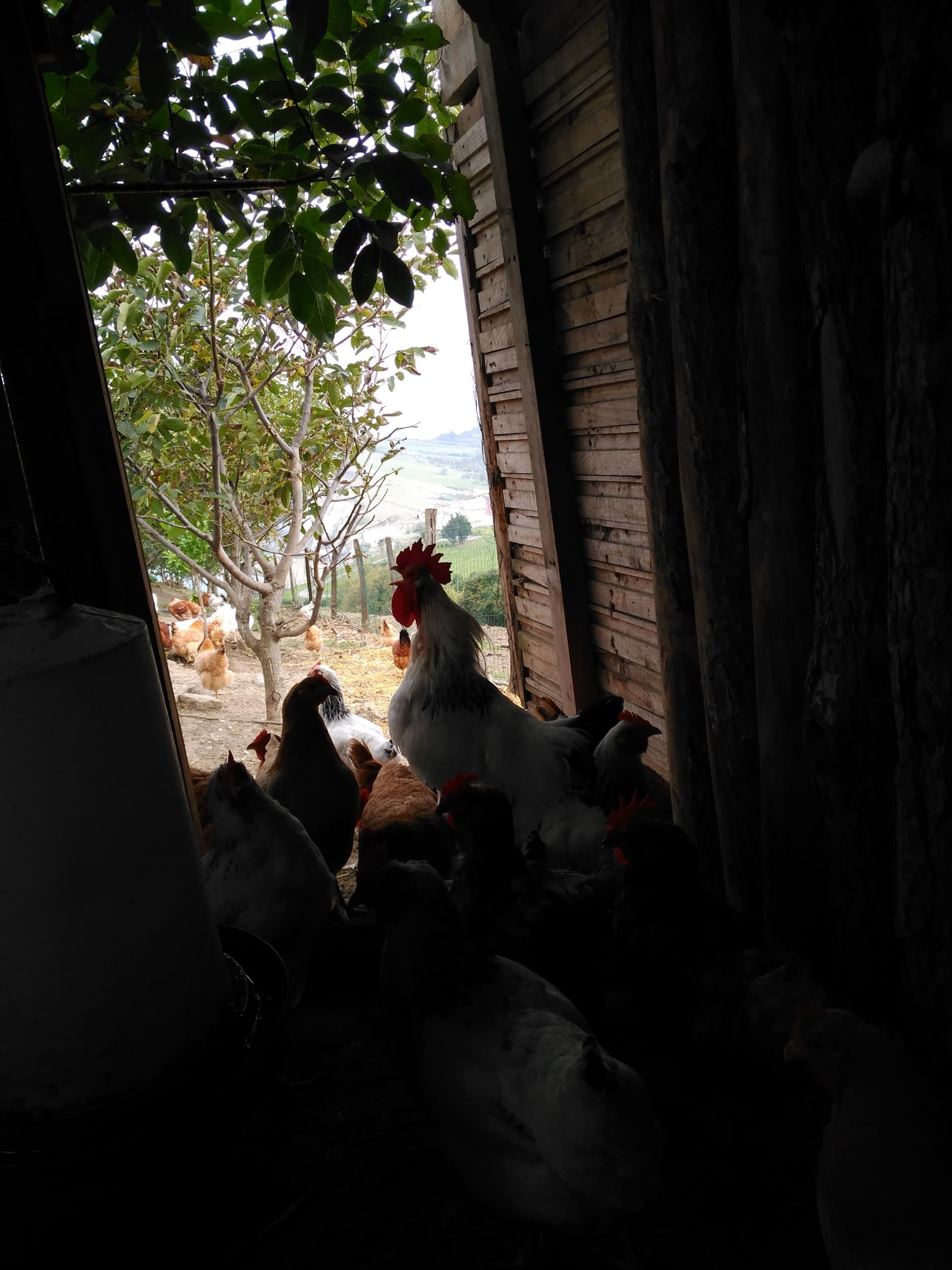 Gallina blanca entre la paja del gallinero