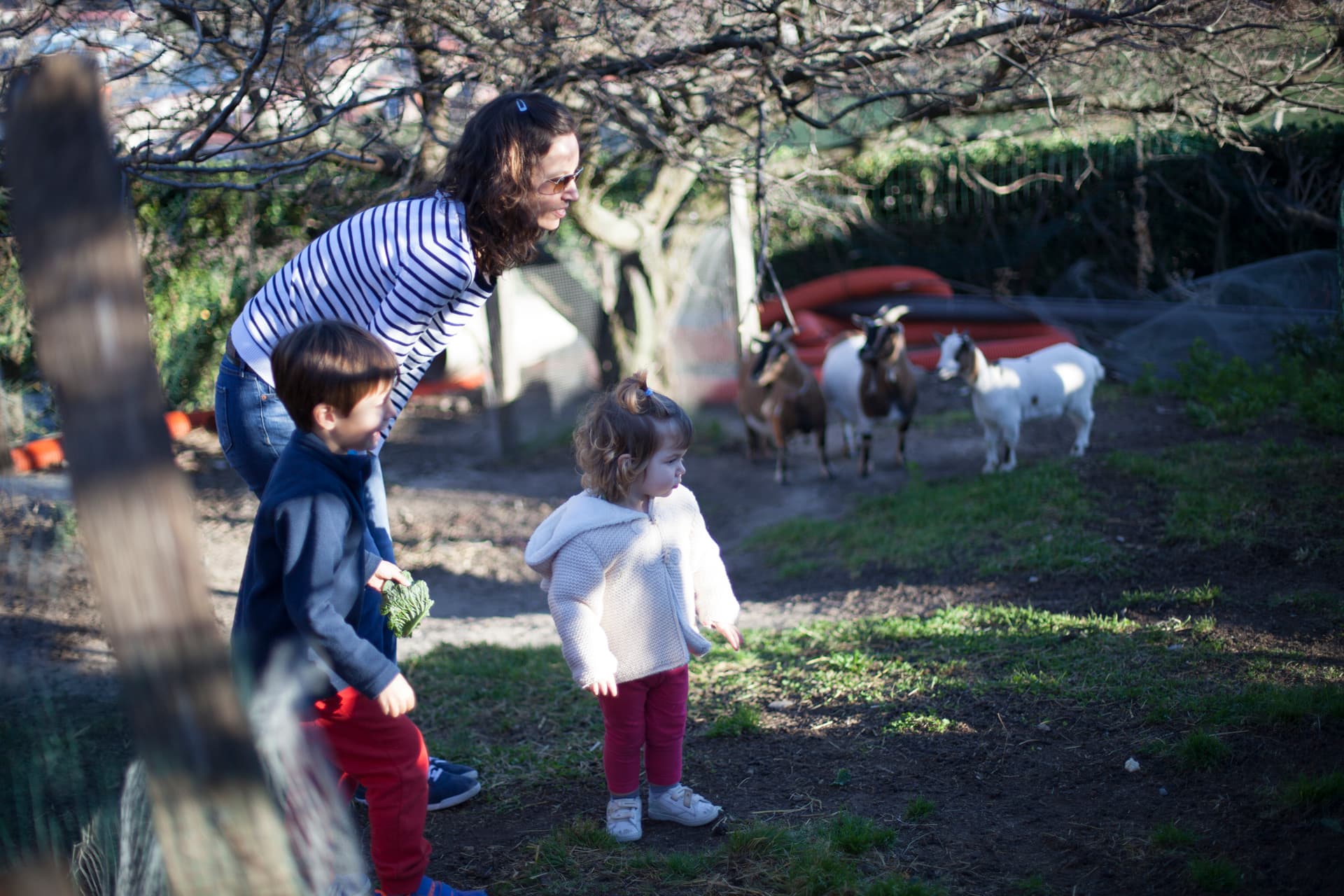 Dos niños pequeños se acercan a las cabras a la sombra de los árboles