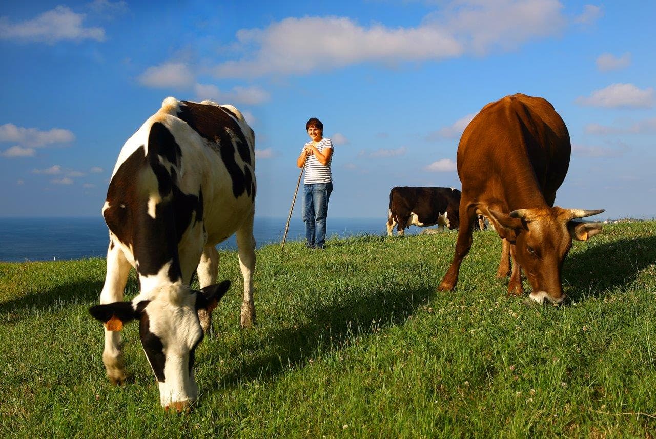 Vacas pastando en la ladera sobre el mar, con una persona entre ellas