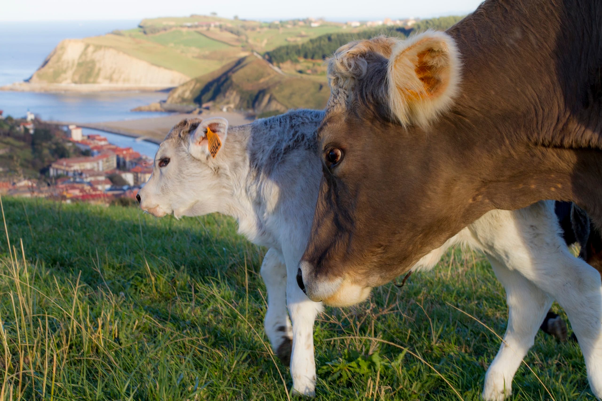 Ternero en el prado, con Zumaia y la costa al fondo