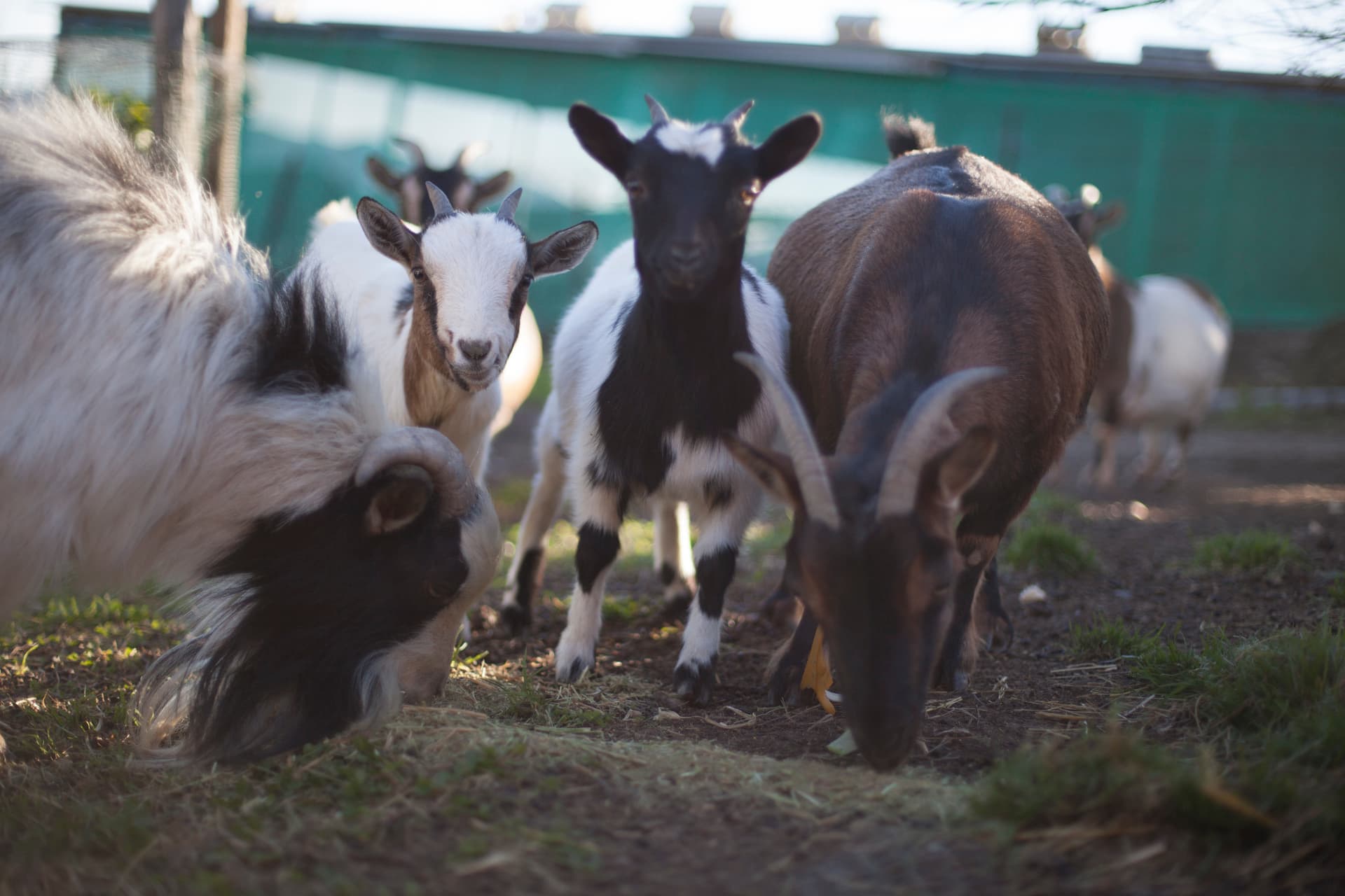 Grupo de cabras en el corral de la granja