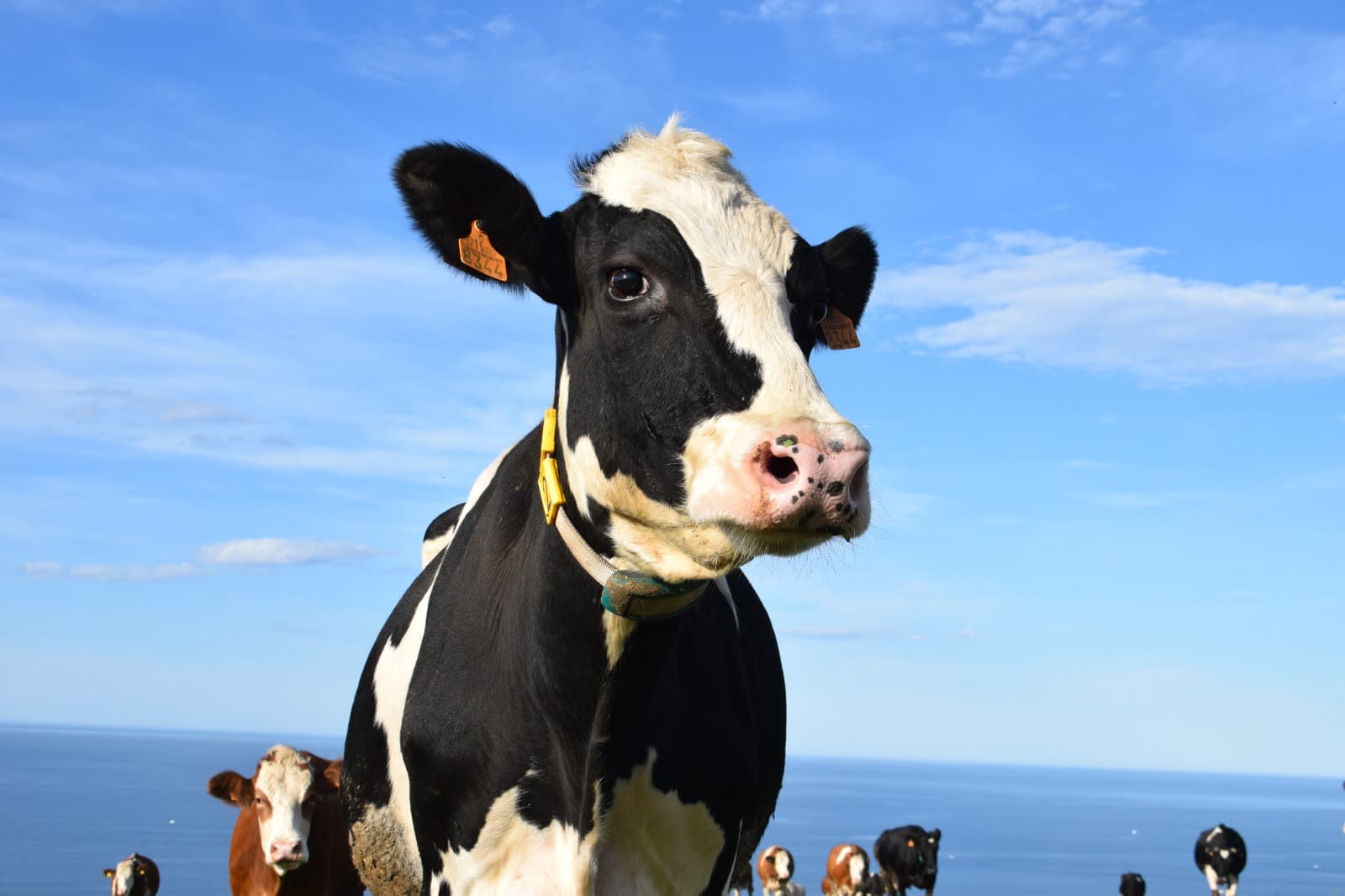 Vaca frisona en primer plano, con el cielo azul y el mar detrás