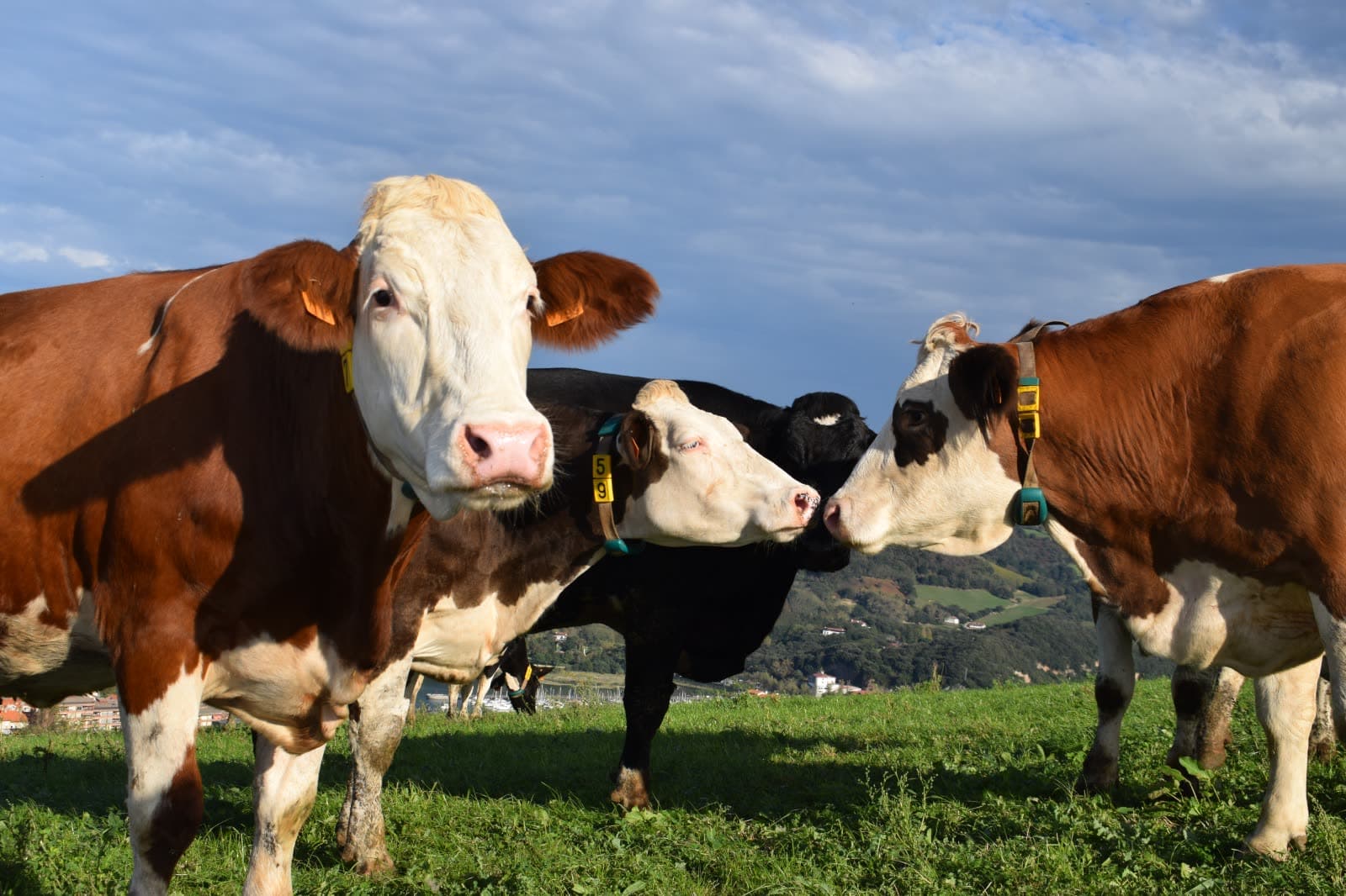 Vacas pastando en el prado con el mar al fondo